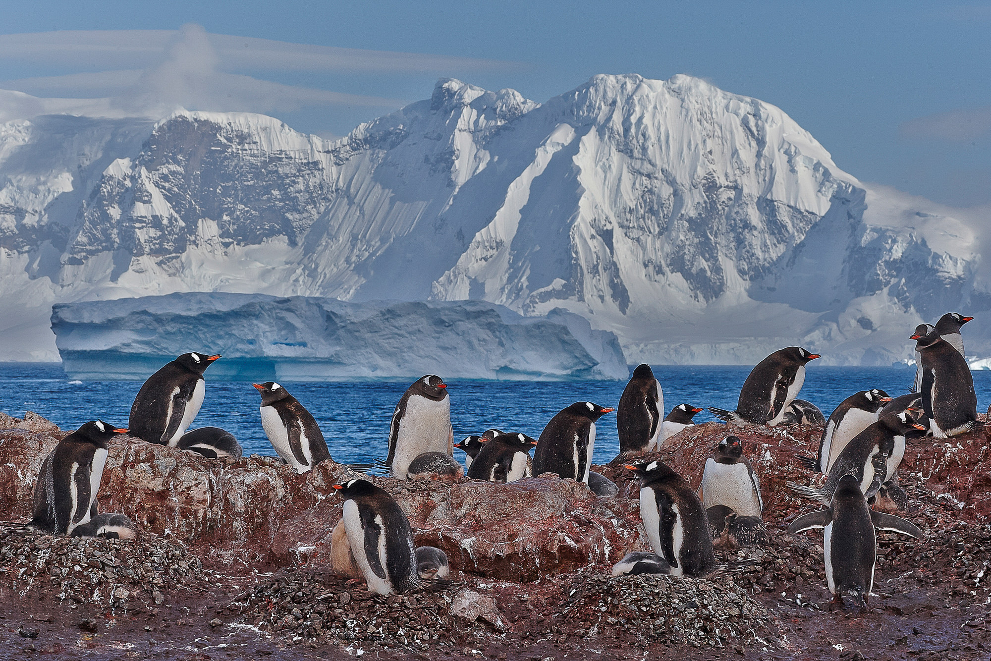 nursey of gentoo penguins
